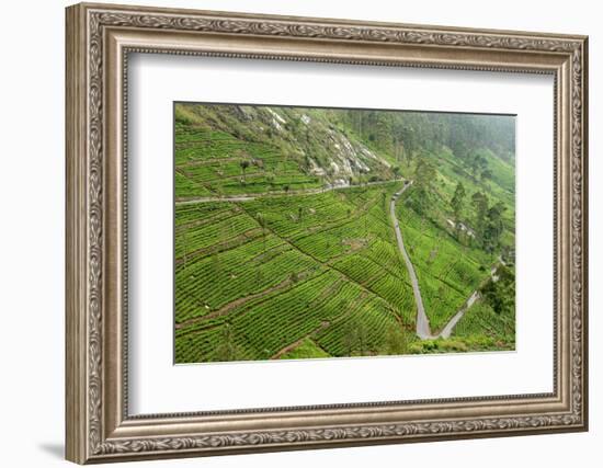 Dambatenne Estate, Lipton Tea Estates, Haputale, Hill Country, Sri Lanka, Asia-Tony Waltham-Framed Photographic Print