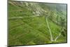 Dambatenne Estate, Lipton Tea Estates, Haputale, Hill Country, Sri Lanka, Asia-Tony Waltham-Mounted Photographic Print