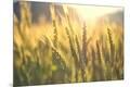 Premium Photographic Print