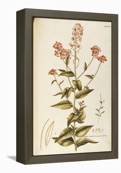 Dame's Rocket or Damask Violet (Hesperis Matronalis)-null-Framed Premier Image Canvas