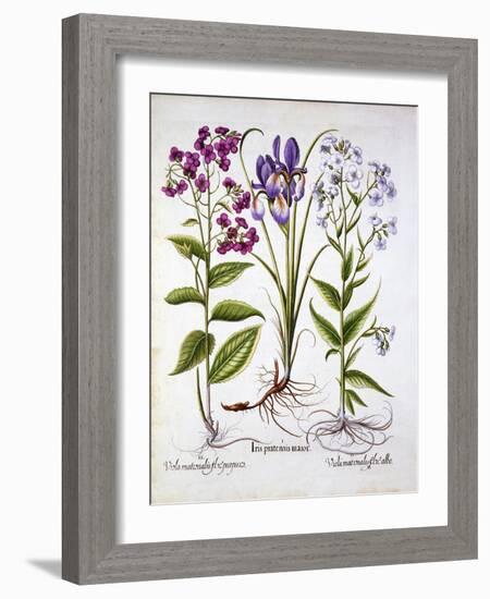 Dame's Violet and a Field Iris, from 'Hortus Eystettensis', by Basil Besler (1561-1629), Pub. 1613-German School-Framed Giclee Print