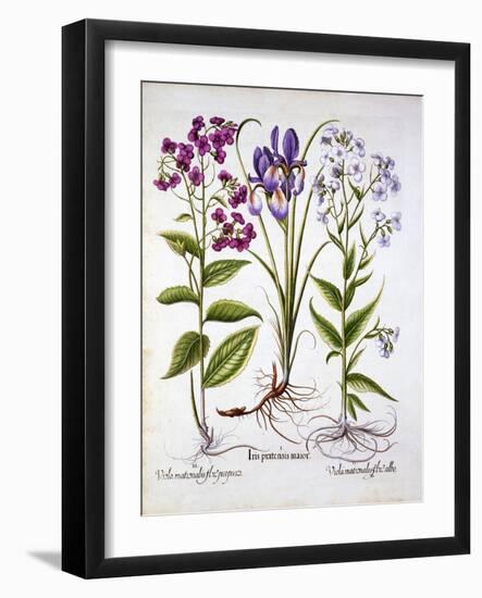 Dame's Violet and a Field Iris, from 'Hortus Eystettensis', by Basil Besler (1561-1629), Pub. 1613-German School-Framed Giclee Print