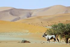 Wandering Dune of Sossuvlei in Namibia with Oryx Walking on It-Damian Ryszawy-Photographic Print