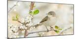 Premium Photographic Print
