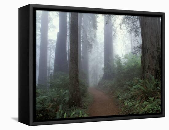 Damnation Trail in Fog, Redwoods State Park, Del Norte, California, USA-Darrell Gulin-Framed Premier Image Canvas