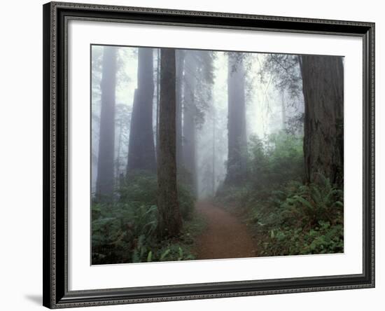 Damnation Trail in Fog, Redwoods State Park, Del Norte, California, USA-Darrell Gulin-Framed Photographic Print