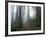 Damnation Trail in Fog, Redwoods State Park, Del Norte, California, USA-Darrell Gulin-Framed Photographic Print