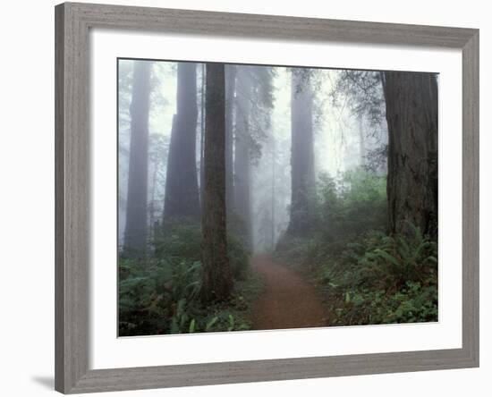 Damnation Trail in Fog, Redwoods State Park, Del Norte, California, USA-Darrell Gulin-Framed Photographic Print