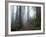 Damnation Trail in Fog, Redwoods State Park, Del Norte, California, USA-Darrell Gulin-Framed Photographic Print