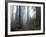 Damnation Trail in Fog, Redwoods State Park, Del Norte, California, USA-Darrell Gulin-Framed Photographic Print