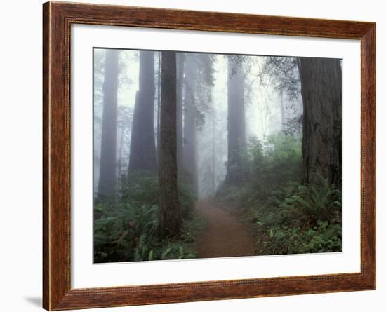 Damnation Trail in Fog, Redwoods State Park, Del Norte, California, USA-Darrell Gulin-Framed Photographic Print