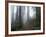 Damnation Trail in Fog, Redwoods State Park, Del Norte, California, USA-Darrell Gulin-Framed Photographic Print