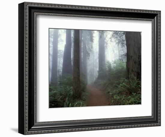 Damnation Trail in Fog, Redwoods State Park, Del Norte, California, USA-Darrell Gulin-Framed Photographic Print