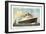 Dampfer T.S.S. Statendam, Holland-America Line-null-Framed Giclee Print