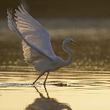 Great Egret (Ardea Alba) Landing on Water, Elbe Biosphere Reserve, Lower Saxony, Germany-Damschen-Framed Photographic Print