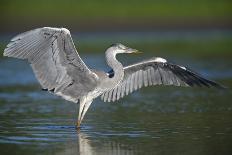 Grey Heron with Wings Out Stretched, Elbe Biosphere Reserve, Lower Saxony, Germany, September-Damschen-Photographic Print