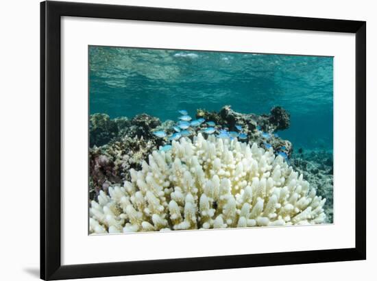 Damselfish and Bleached Coral, Fiji-Pete Oxford-Framed Photographic Print