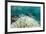 Damselfish and Bleached Coral, Fiji-Pete Oxford-Framed Photographic Print