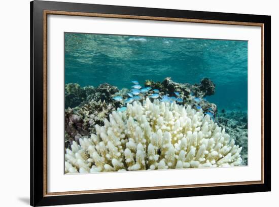 Damselfish and Bleached Coral, Fiji-Pete Oxford-Framed Photographic Print