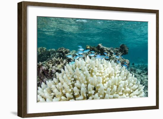 Damselfish and Bleached Coral, Fiji-Pete Oxford-Framed Photographic Print