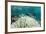 Damselfish and Bleached Coral, Fiji-Pete Oxford-Framed Photographic Print