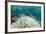 Damselfish and Bleached Coral, Fiji-Pete Oxford-Framed Photographic Print