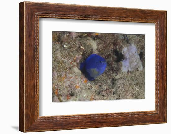 Damselfish, Beqa Lagoon, Fiji-Stocktrek Images-Framed Photographic Print