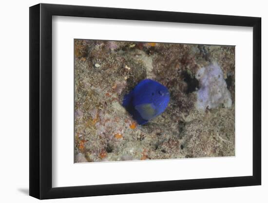 Damselfish, Beqa Lagoon, Fiji-Stocktrek Images-Framed Photographic Print