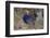 Damselfish, Beqa Lagoon, Fiji-Stocktrek Images-Framed Photographic Print