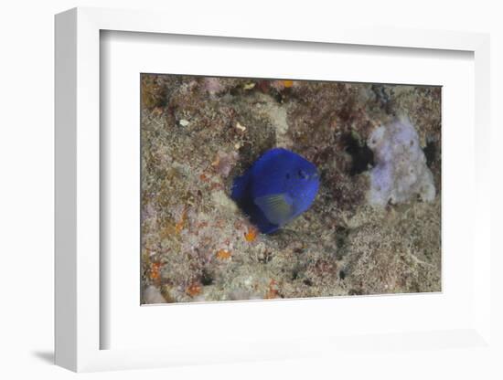 Damselfish, Beqa Lagoon, Fiji-Stocktrek Images-Framed Photographic Print