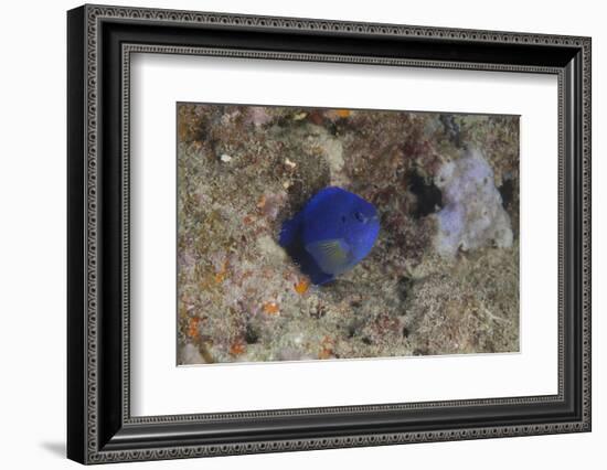 Damselfish, Beqa Lagoon, Fiji-Stocktrek Images-Framed Photographic Print