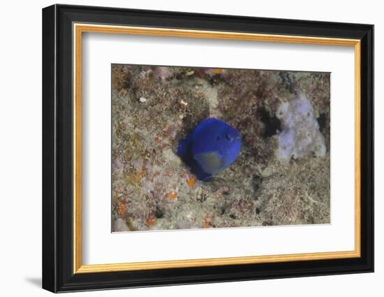 Damselfish, Beqa Lagoon, Fiji-Stocktrek Images-Framed Photographic Print