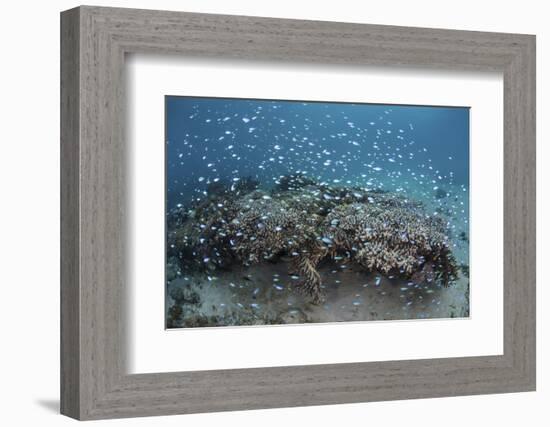 Damselfish Swim Above Corals in Komodo National Park, Indonesia-Stocktrek Images-Framed Photographic Print