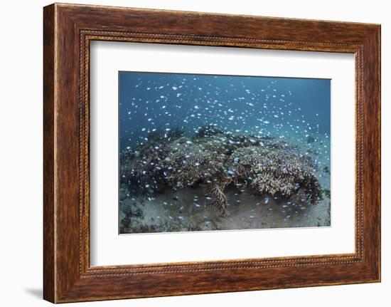 Damselfish Swim Above Corals in Komodo National Park, Indonesia-Stocktrek Images-Framed Photographic Print