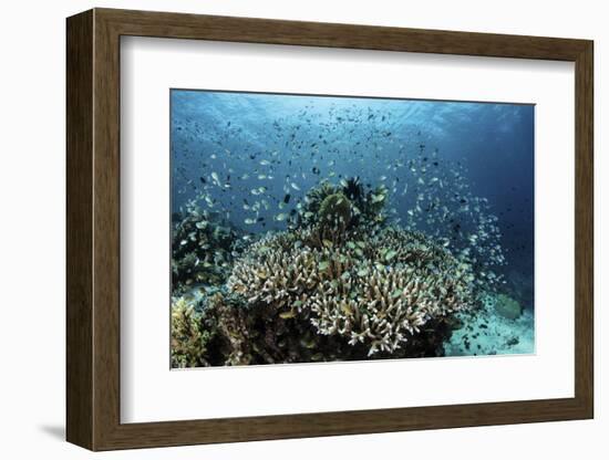 Damselfish Swim Above Corals in Komodo National Park, Indonesia-Stocktrek Images-Framed Photographic Print