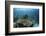 Damselfish Swim Above Corals in Komodo National Park, Indonesia-Stocktrek Images-Framed Photographic Print