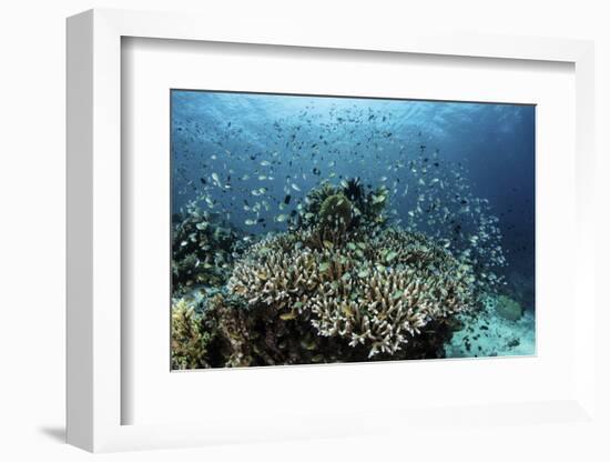Damselfish Swim Above Corals in Komodo National Park, Indonesia-Stocktrek Images-Framed Photographic Print