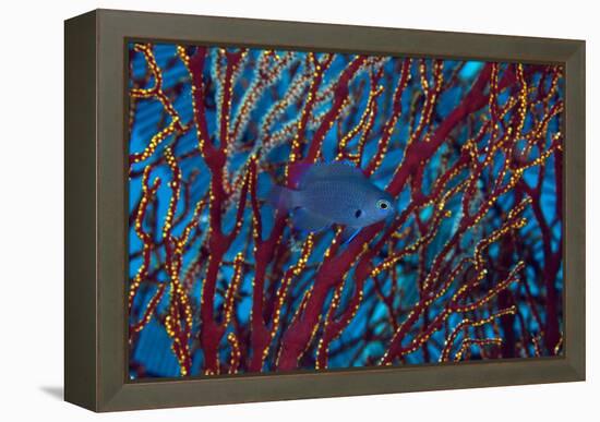 Damselfish-Matthew Oldfield-Framed Premier Image Canvas