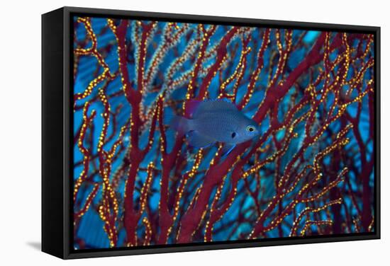 Damselfish-Matthew Oldfield-Framed Premier Image Canvas