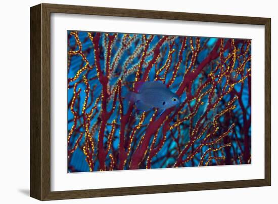 Damselfish-Matthew Oldfield-Framed Photographic Print