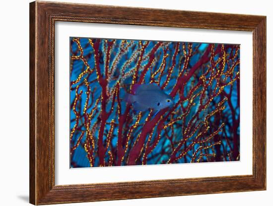 Damselfish-Matthew Oldfield-Framed Photographic Print