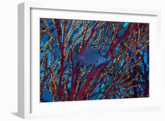 Damselfish-Matthew Oldfield-Framed Photographic Print