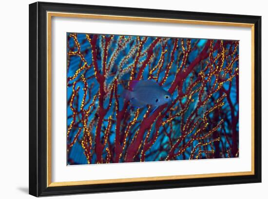 Damselfish-Matthew Oldfield-Framed Photographic Print