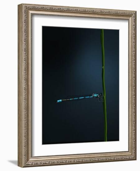 Damselfly, 2022 (Digital)-Roberta Murray-Framed Giclee Print