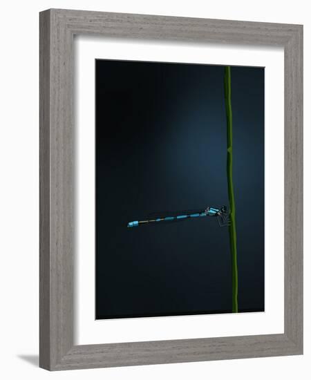 Damselfly, 2022 (Digital)-Roberta Murray-Framed Giclee Print