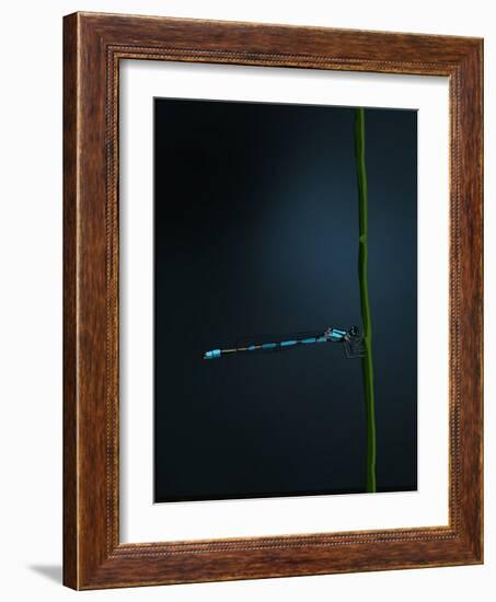 Damselfly, 2022 (Digital)-Roberta Murray-Framed Giclee Print