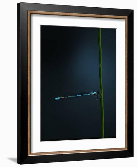 Damselfly, 2022 (Digital)-Roberta Murray-Framed Giclee Print