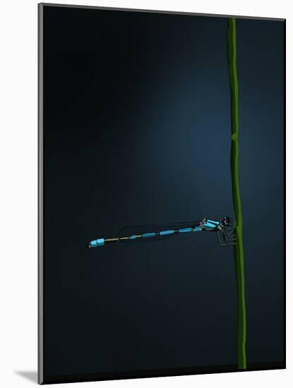 Damselfly, 2022 (Digital)-Roberta Murray-Mounted Giclee Print