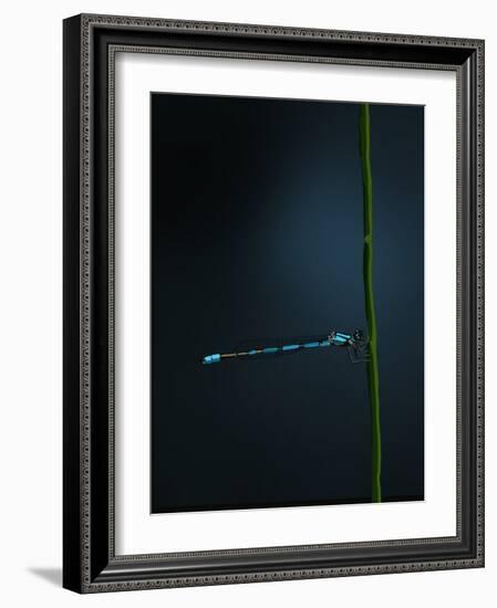 Damselfly, 2022 (Digital)-Roberta Murray-Framed Giclee Print