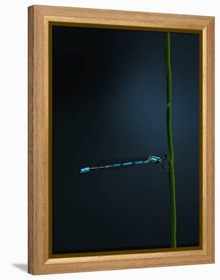Damselfly, 2022 (Digital)-Roberta Murray-Framed Premier Image Canvas